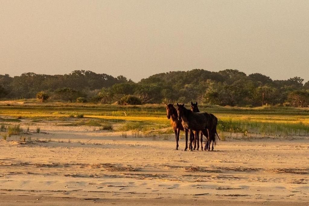 Amelia Island Oceanfront Condo Wyspa Amelia Zewnętrze zdjęcie