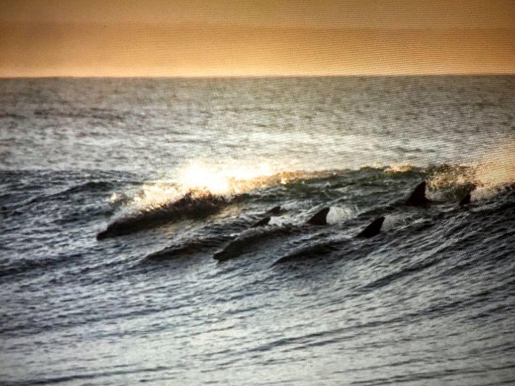 Amelia Island Oceanfront Condo Wyspa Amelia Zewnętrze zdjęcie